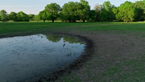 pond with bird in a grassy field