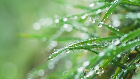 morning dew drops on green leaves in field at early morning in winter