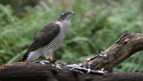 cinematic shot of northern goshawk standing on it's prey slowly ripping into it and eating it