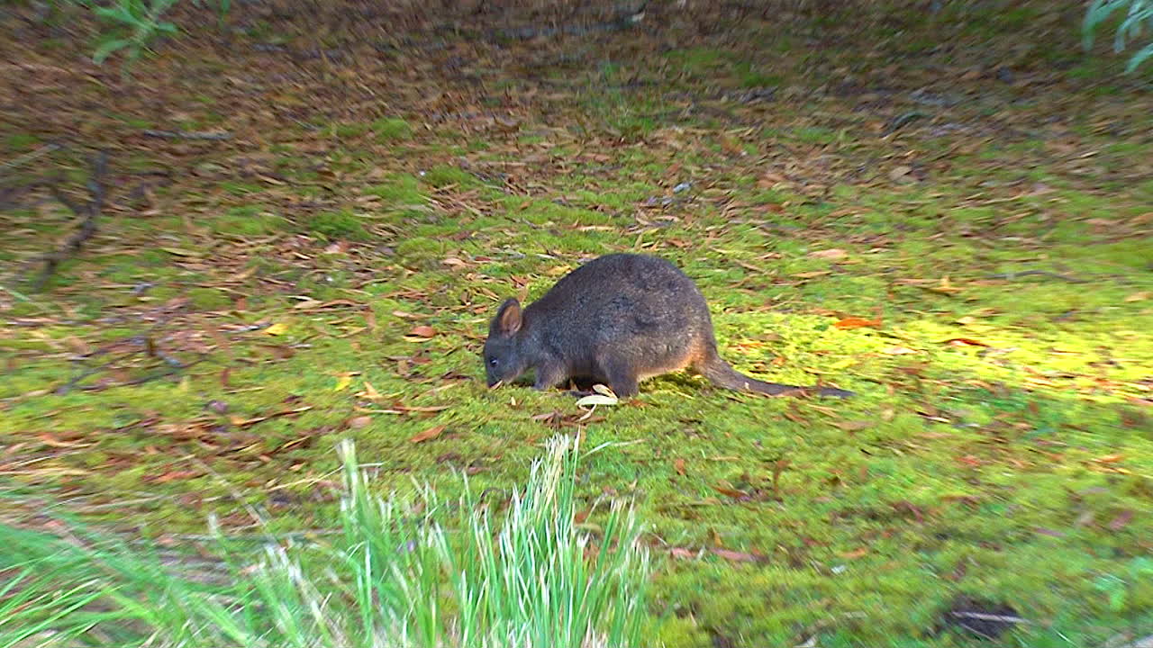 작은 캥거루 또는 왈라비 같은 생물인 호주 패데멜론 확대