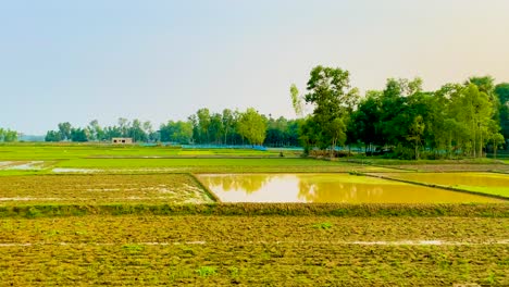 Agua-En-Los-Campos-De-Arroz-En-Bangladesh---Suelo-Listo-Para-Cosechar-Arroz-En-Bangladesh