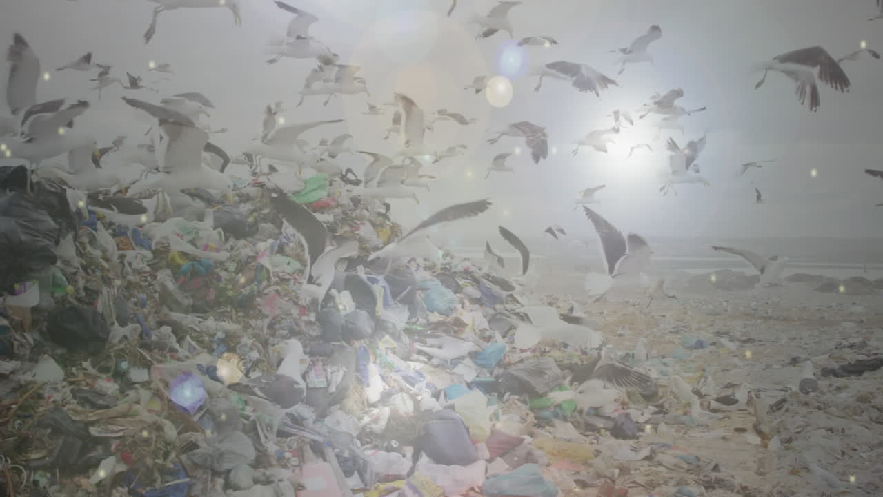 폐기물 처분장 위를 날아다니는 새와 함께 스포트라이트의 애니메이션