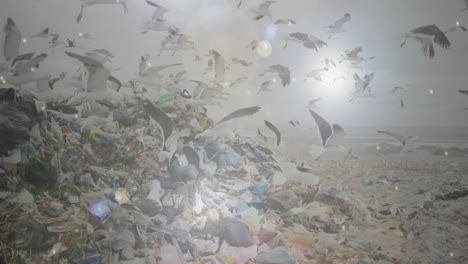 animation of spotlights with birds flying over waste disposal site