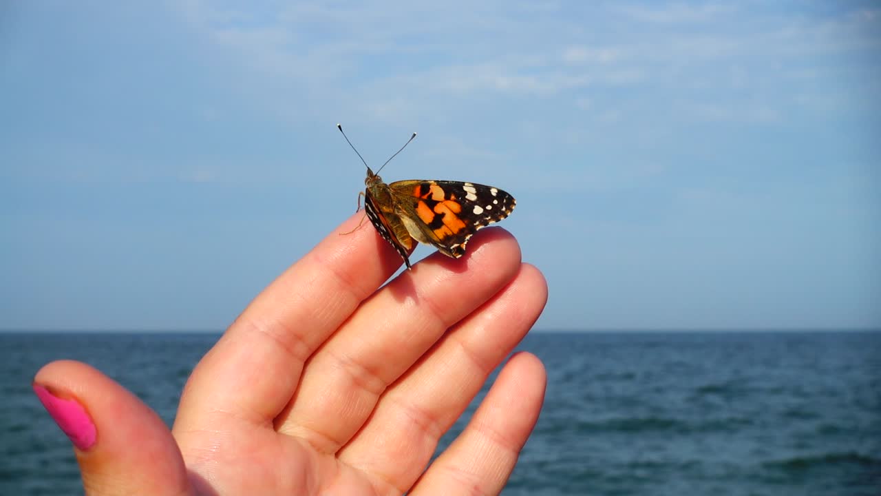 Farfalla sulle dita della mano sullo sfondo del mare