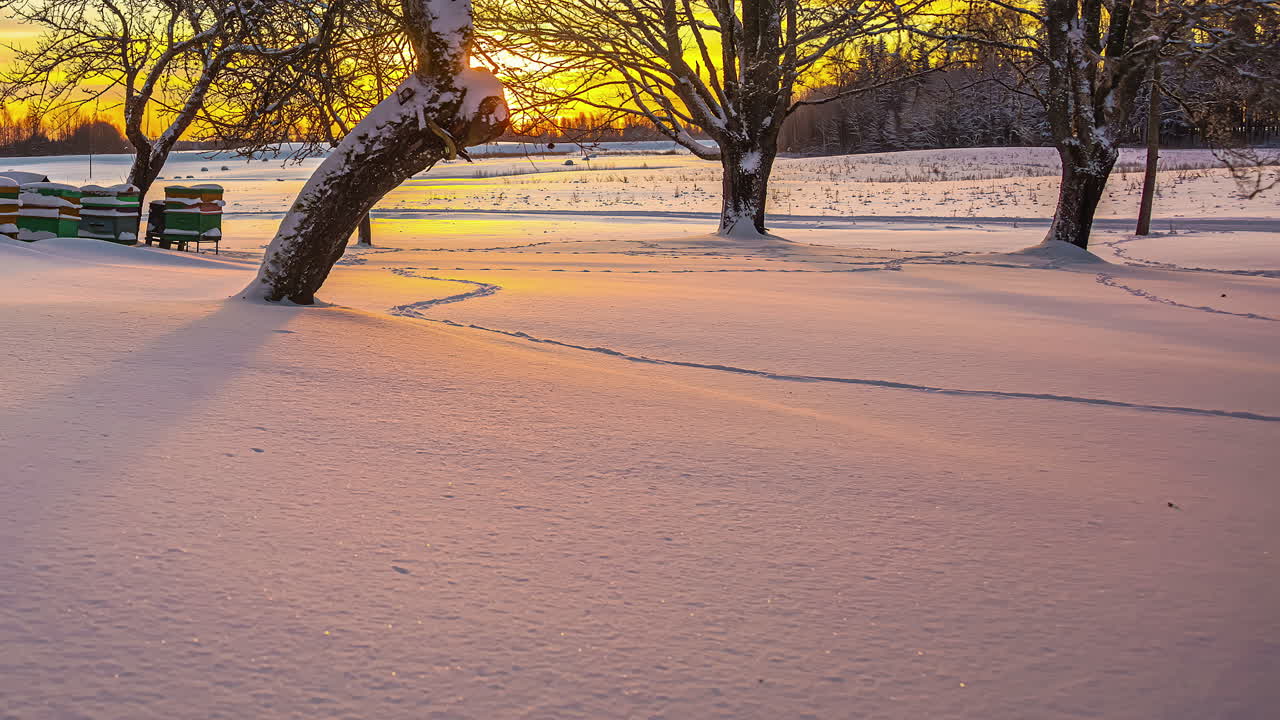 라트비아의 눈으로 인 나무들을 지나가는 태양의 시간 흐름과 멀리 있는 벌 상자