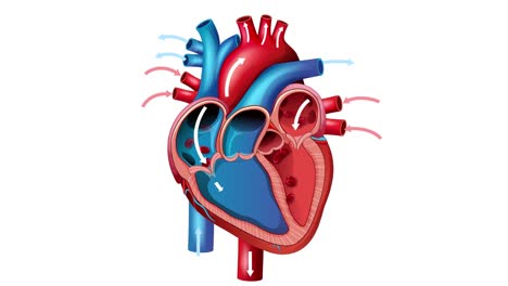 detailed animation of mitral valve prolapse, illustrating heart anatomy and blood flow with clear, educational visuals