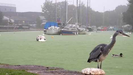 Common-grey-heron-bird-hunting-on-misty-morning-uk-river-canal