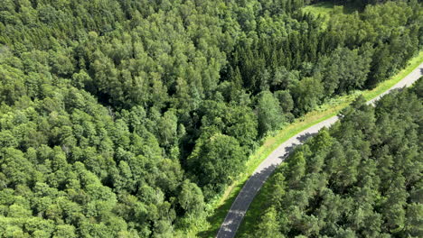 Toma-Aérea-Sobre-Abetos-Al-Lado-De-La-Carretera-Con-Coche-De-Equitación-Durante-El-Día-De-Verano