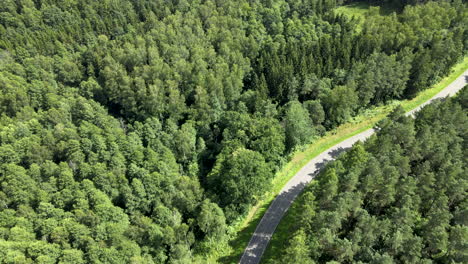 aerial shot above fir forest trees beside road with riding car during summer day