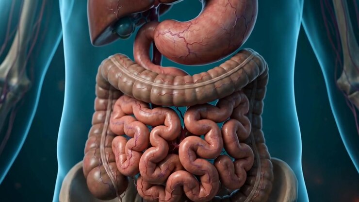 3D Medical Animation Of Human Digestive System Anatomy In Dark Clinical Setting