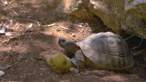 Gran-Tortuga-Mediterránea-Escondida-Debajo-De-La-Roca-Y-Comiendo-Pera-Fresca