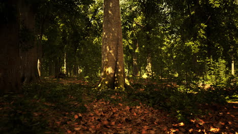 Sonnenstrahlen-Strahlen-Durch-Dichte-Baumzweige-Im-Dichten-Grünen-Wald