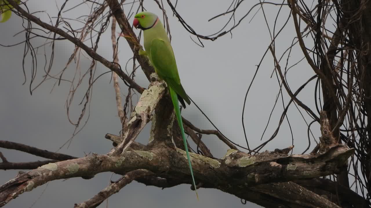 hermoso loro en el árbol - comiendo arroz