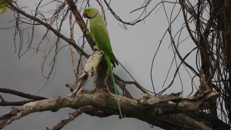 Hermoso-Loro-En-árbol---Comiendo-Arroz