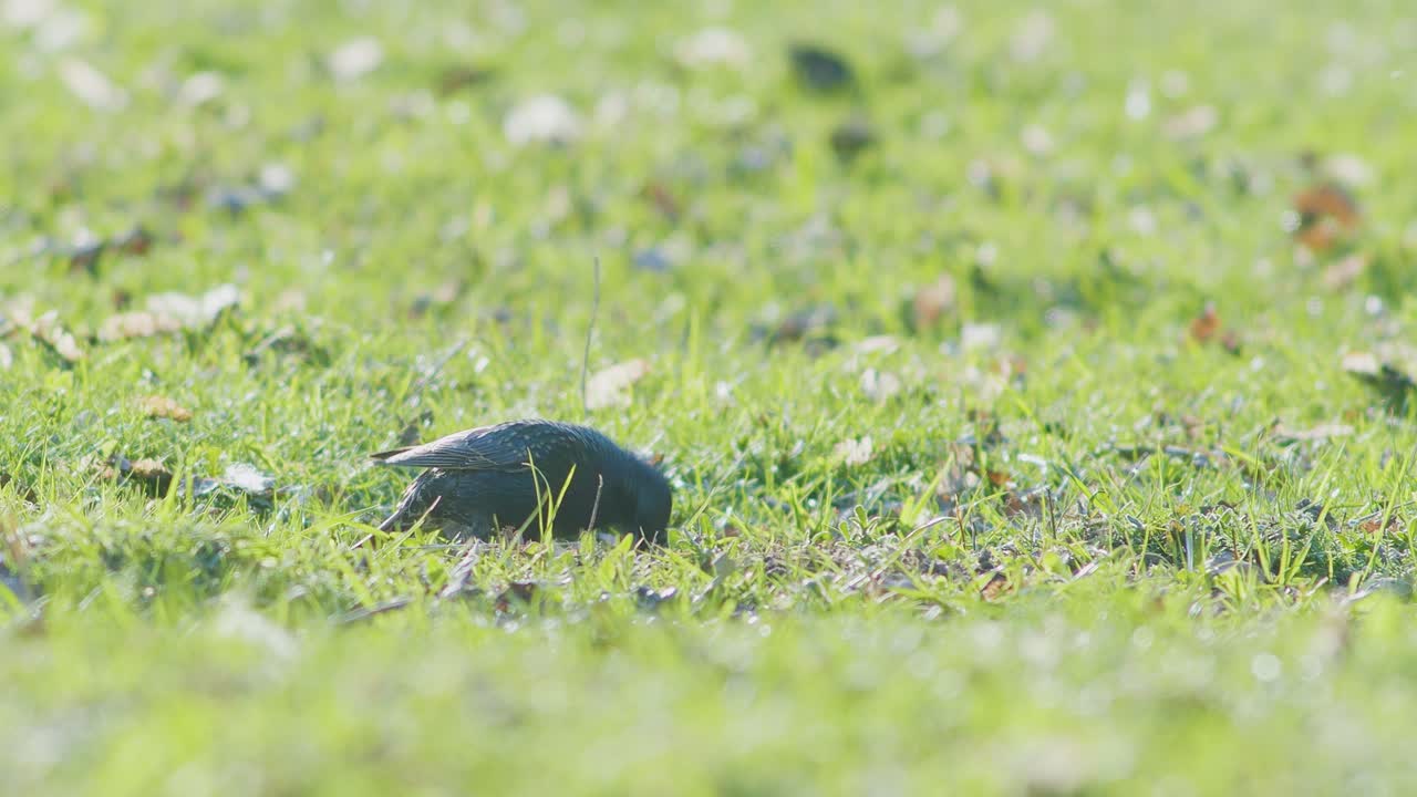 유럽 스탈링 은 토양 에서 벌레 를 발굴 한다