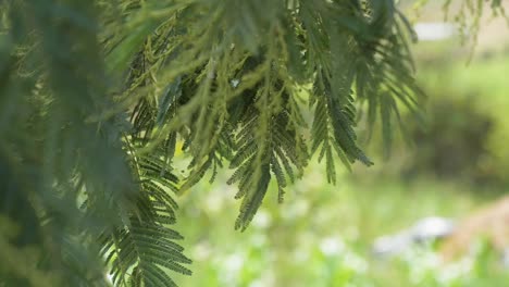 Hängende-Grüne-Blätter-Des-Akazienbaums,-Die-Sich-Sanft-Im-Wind-Wiegen