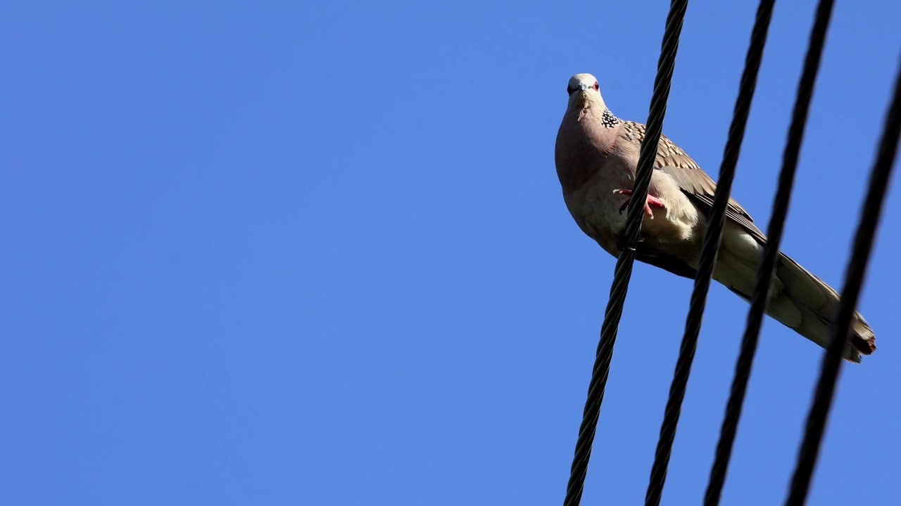 Video naturalistico ravvicinato di una tortora macchiata (Spilopelia chinensis) appollaiata su un filo elettrico e che emette richiami durante l'estate nell'Himachal Pradesh, India.
