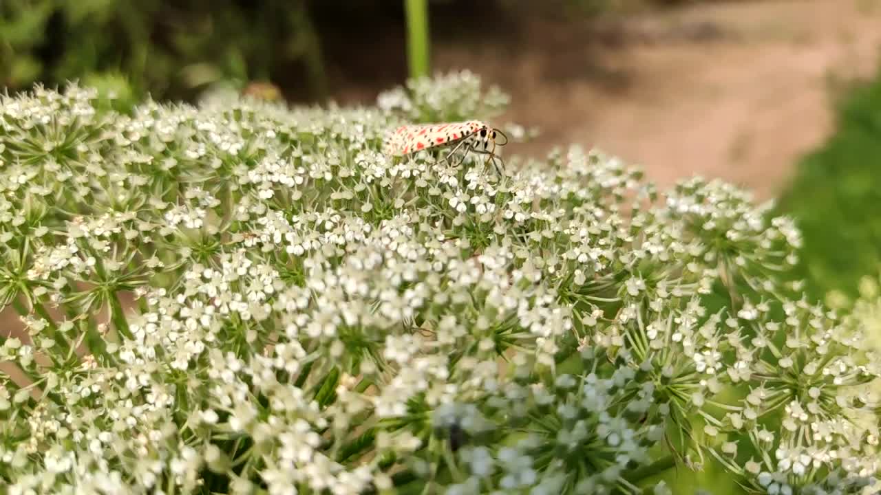 A butterfly on the carrot crop flowers,