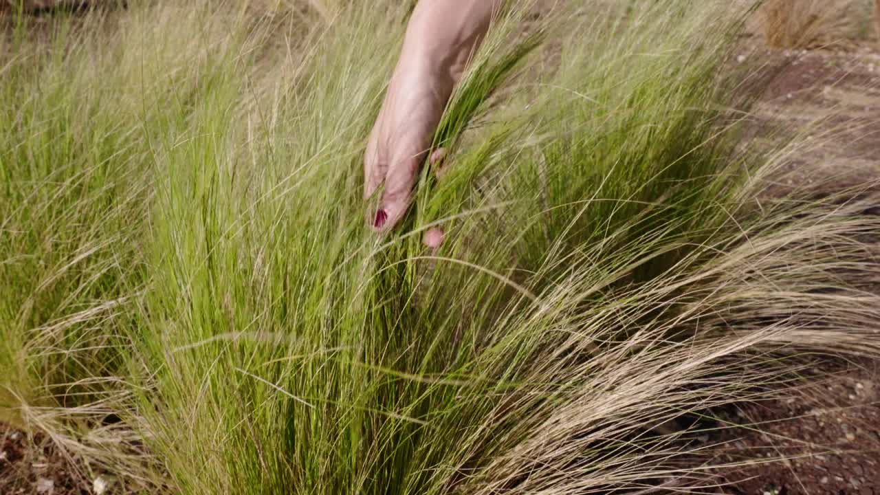 la mano de la mujer acaricia el seto verde