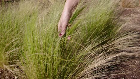 la mano de la mujer acaricia el seto verde