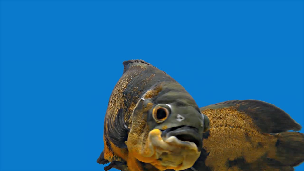 pez tropical del amazón - tigre oscar, fondo azul, pantalla azul