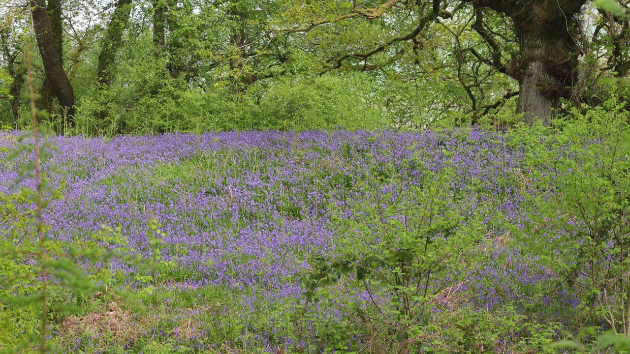 Et tæppe af klokkeskilla, Hyacinthoides non-scripta, i en egeskov om foråret. Wales. Storbritannien