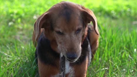 a dog laying in grass chewing on a stick