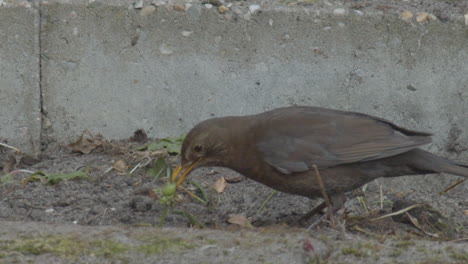 mirlo común comiendo un trozo de planta en el patio trasero