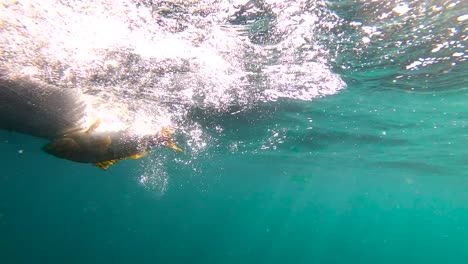 fisherman releases calico bass fish in open ocean of bahia asuncion mexico