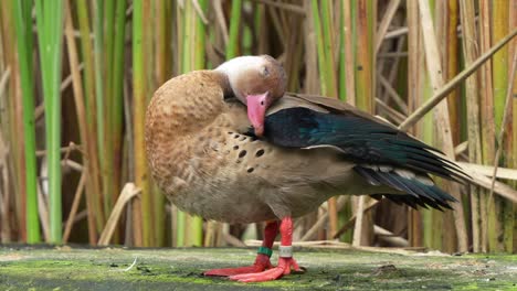 남성 드레이크 (brazilian teal) 는 몸 전체에 머리를 고, 고 고 청소하며, 더러움, 꺼기 및 기생충을 제거하고, 털을 방수하기 위해  기름을 사용합니다.