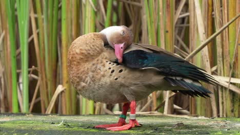 male drake, brazilian teal, amazonetta brasiliensis, rubbing its head all over the body, grooming, preening and cleaning, removing dirts, debris and parasites, gland oil to waterproof the feathers