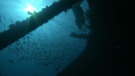 school of fish in sun flares underwater, group of fishes swimming in superslomo