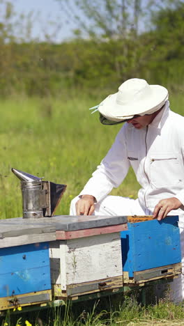 beekeeper inspecting bees in summer. many bees flying and bringing pollen on the apiary. apiarist near wooden beehives on green nature background. vertical video