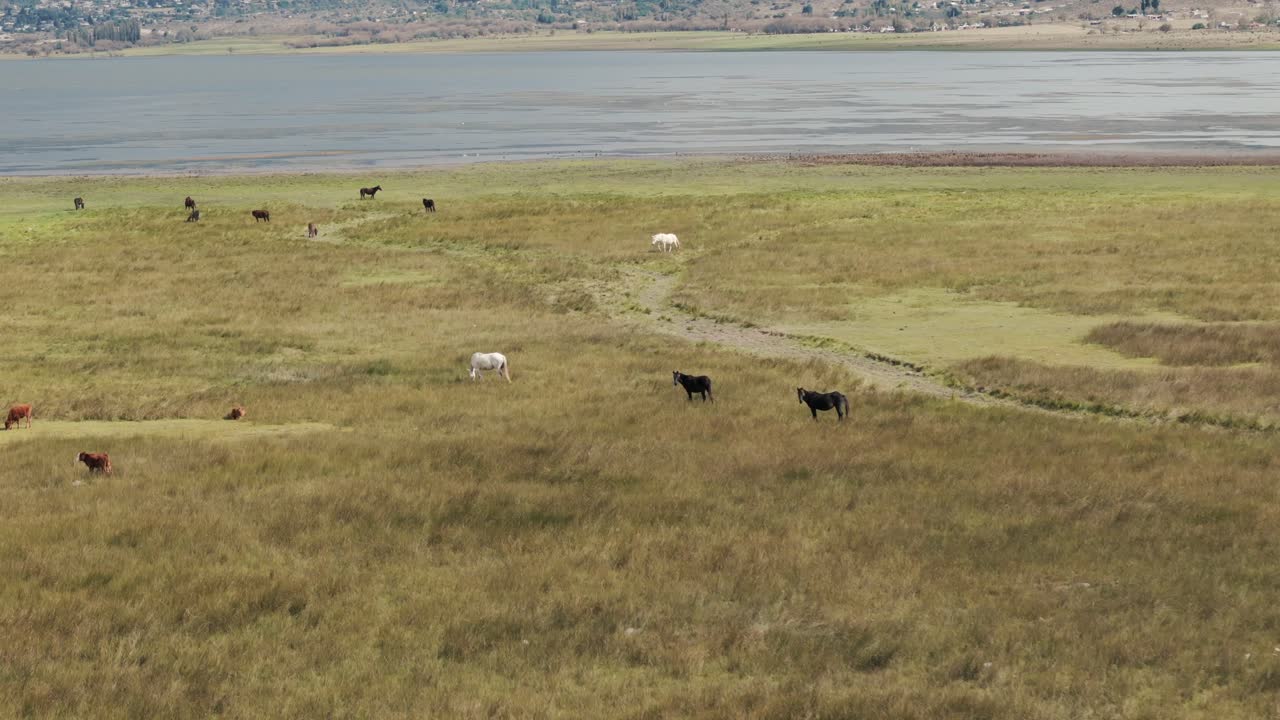 Horses and Cows Grazing in a Vast Lakeside Field