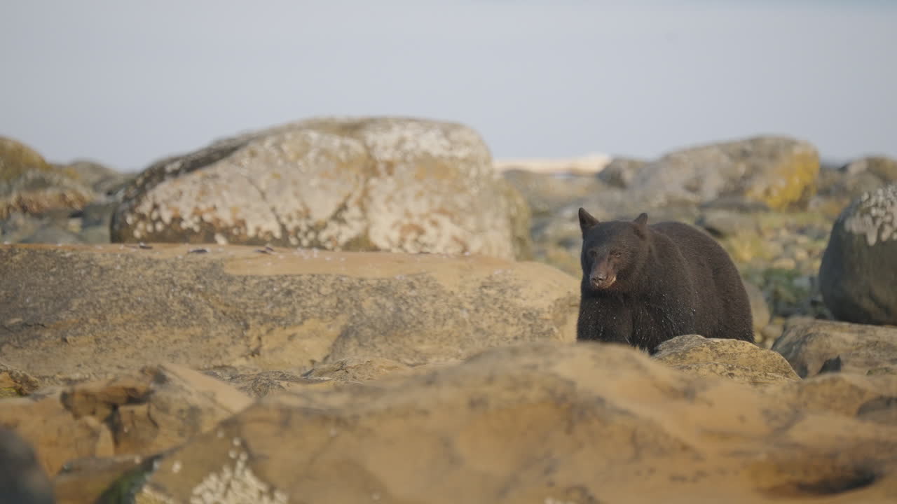 Orso nero nella Columbia Britannica, Canada, che pesca lungo la spiaggia e gli scogli per prepararsi al letargo e all'inverno