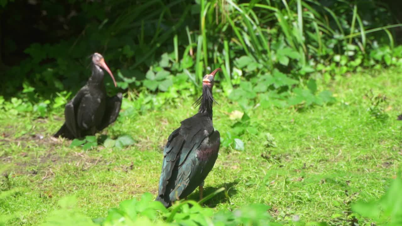 pájaro negro con la cabeza calva