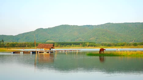 brown horse eats grass near the river.