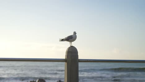 seagull bird perching on a railing 4k