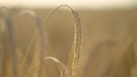 close-up video footage showcases a field of ripe wheat ears swaying gently in the summer breeze