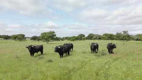 Aerial-footage-of-a-cattle-of-angry-bulls-in-a-green-field