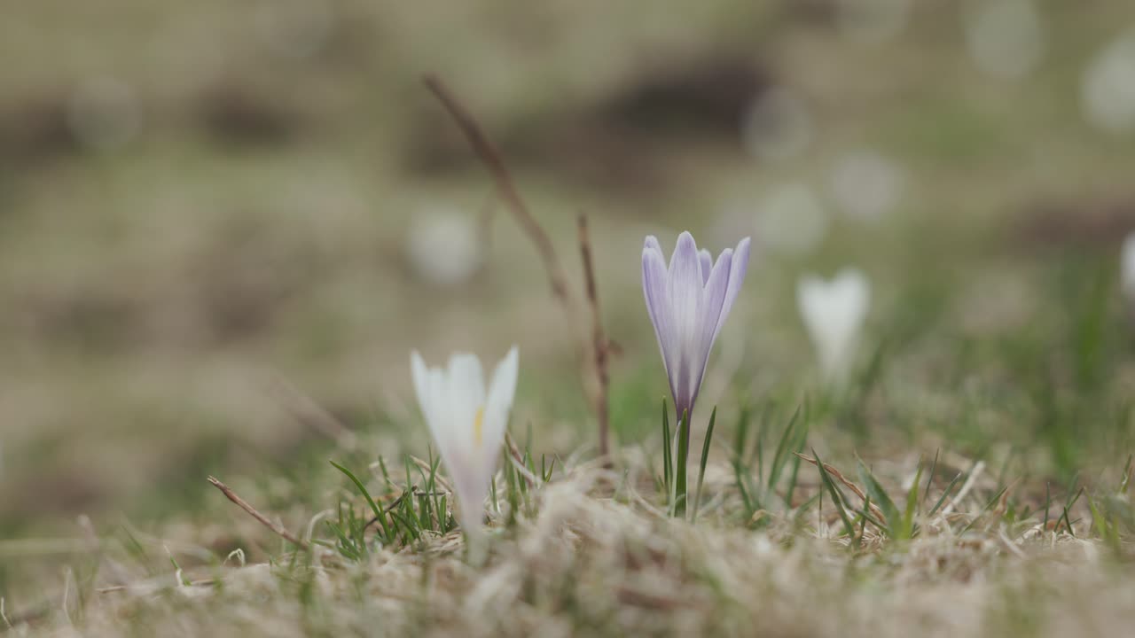 vista de cerca de las flores de crocus que crecen en la montaña
