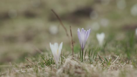 Closeup-View-Of-Crocus-Flowers-Growing-In-The-Mountain