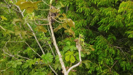 vista aérea, pereza durmiendo en las ramas de los árboles en medio de la selva amazónica en colombia, altos árboles verdes en el fondo