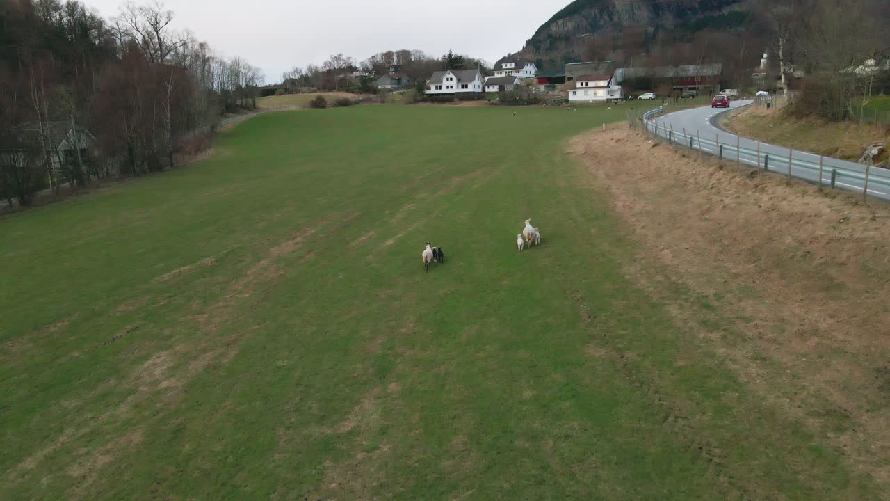 ovejas y corderos caminando en el campo durante el día