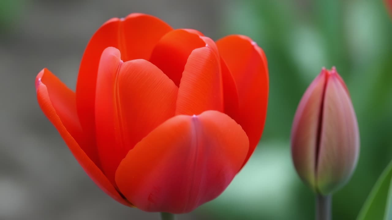 A close-up view of vibrant red tulips showcasing intricate petal details, surrounded by green foliage, capturing the essence of spring and natural beauty
