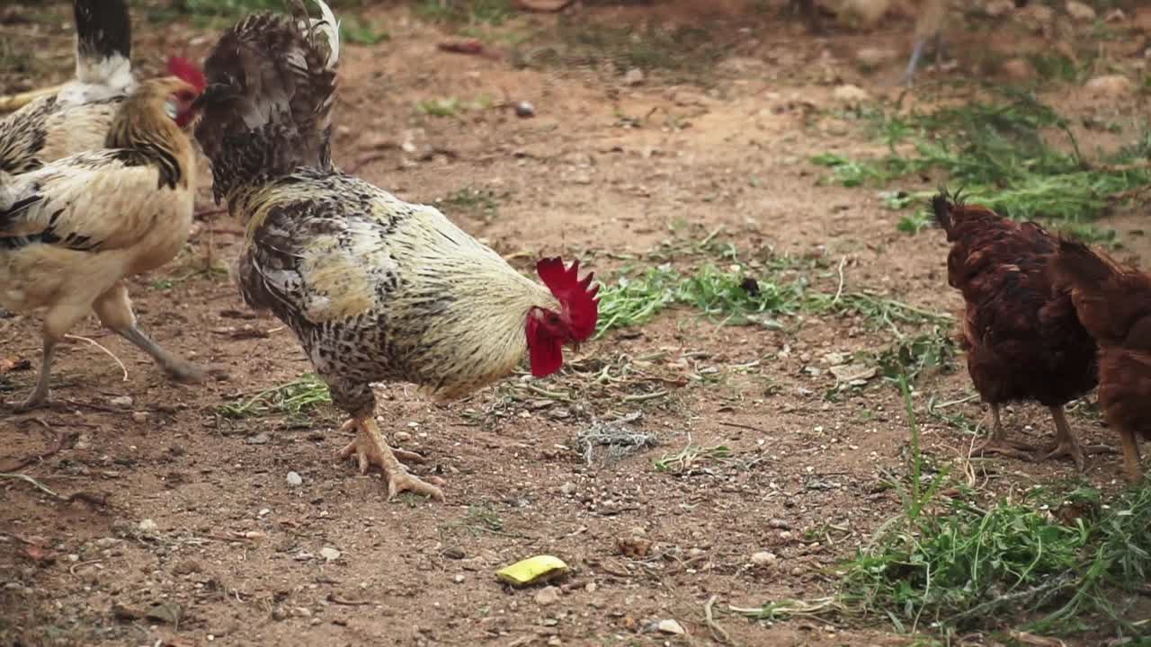 pollos y gallos pastando en un corral de tierra en una granja