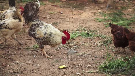 chickens and roosters grazing in a dirt pen on a farm