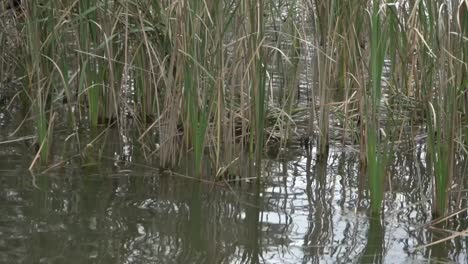 Zona-De-Suelo-De-Naturaleza-Al-Aire-Libre-Hierba-Bajo-El-Agua-Ventoso-Día-Nublado