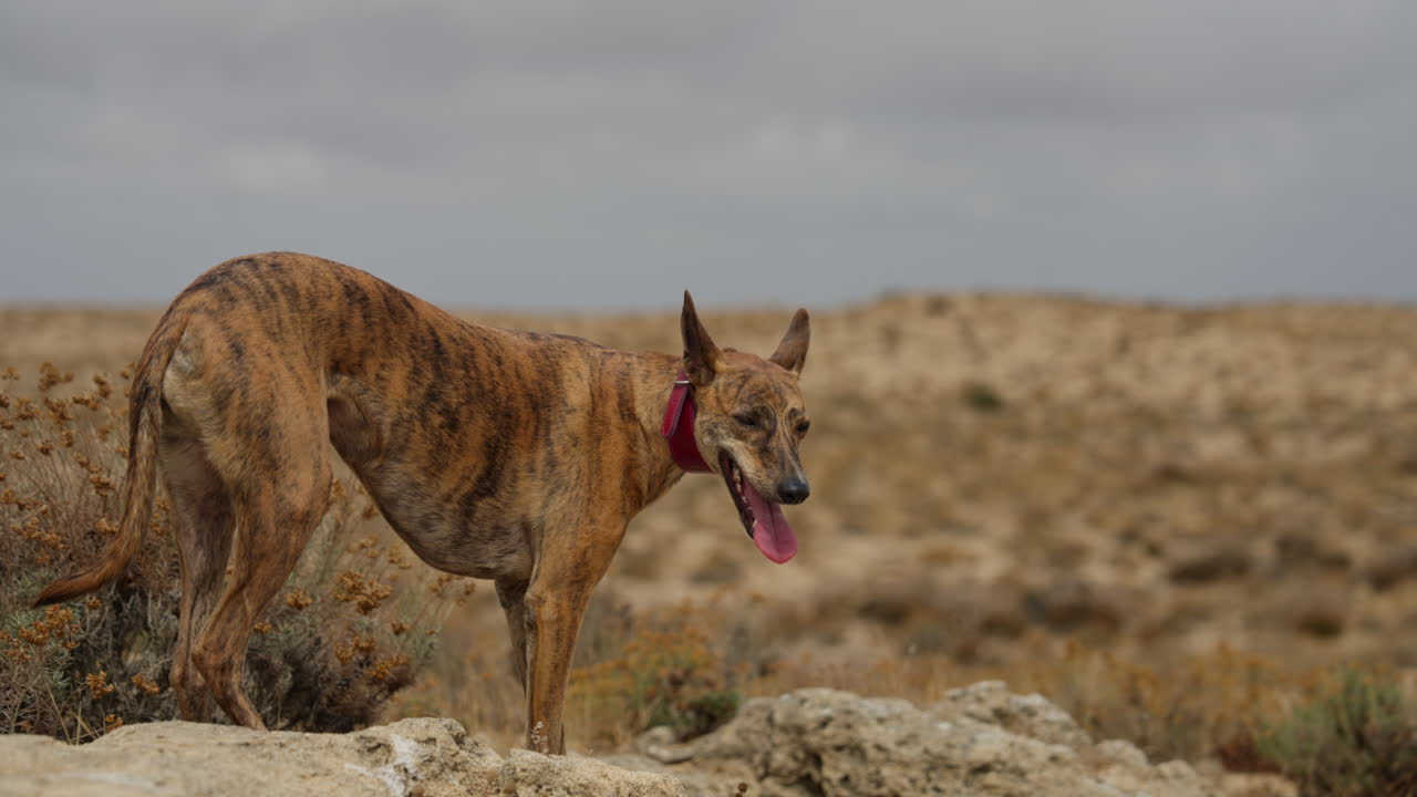Whippet Dog standing on a cliff