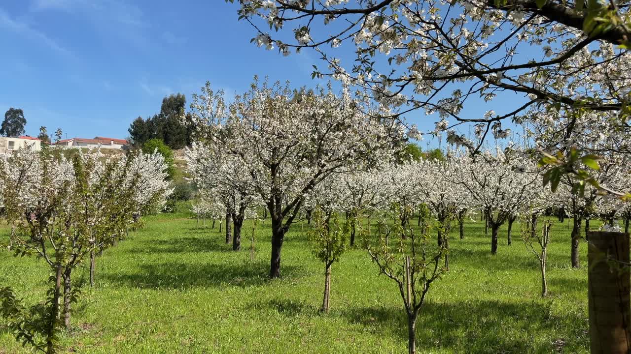 Frutteto con mandorli coperti di fiori bianchi su un campo verde
